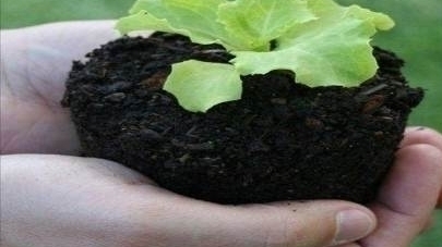 Workshop de Plantas Aromáticas e Medicinais Módulo VI 