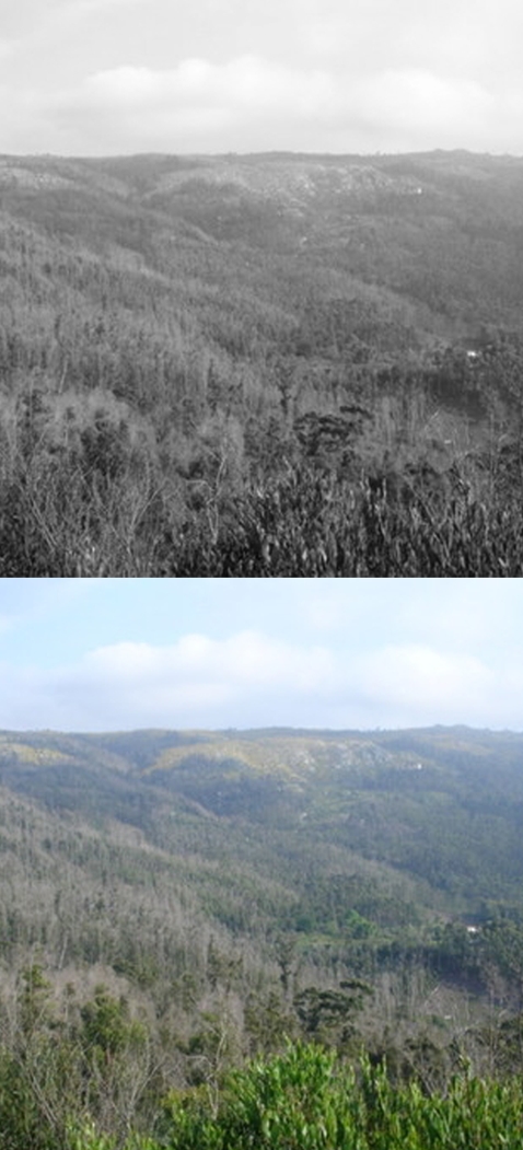 Zona de Intervenção Florestal São Marcos da Serra Nordeste / Odelouca